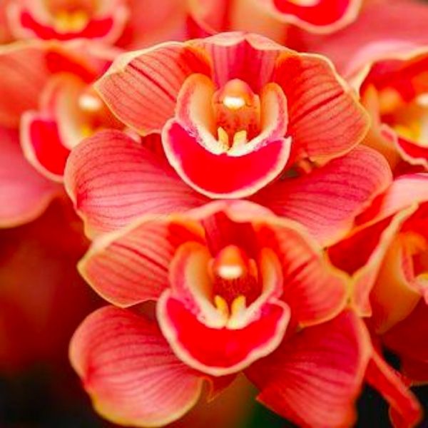 SQ Talk. Alles wat je zou willen weten over Sxtoys en nooit durft te vragen.